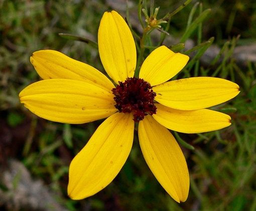 {Coreopsis pulchra}